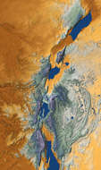 Albert Rift