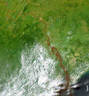 Congo Mouth