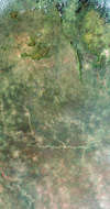 Guinea Highlands