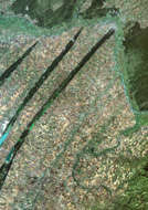 Siberian Wheat